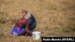 “Gury kesekli ýere bugdaý ekdiler”