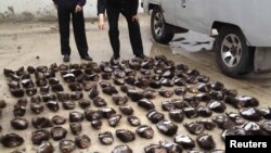 Chinese customs officials count the smuggled bear paws in Manzhouli, in the Inner Mongolia Autonomous Region, on June 15.