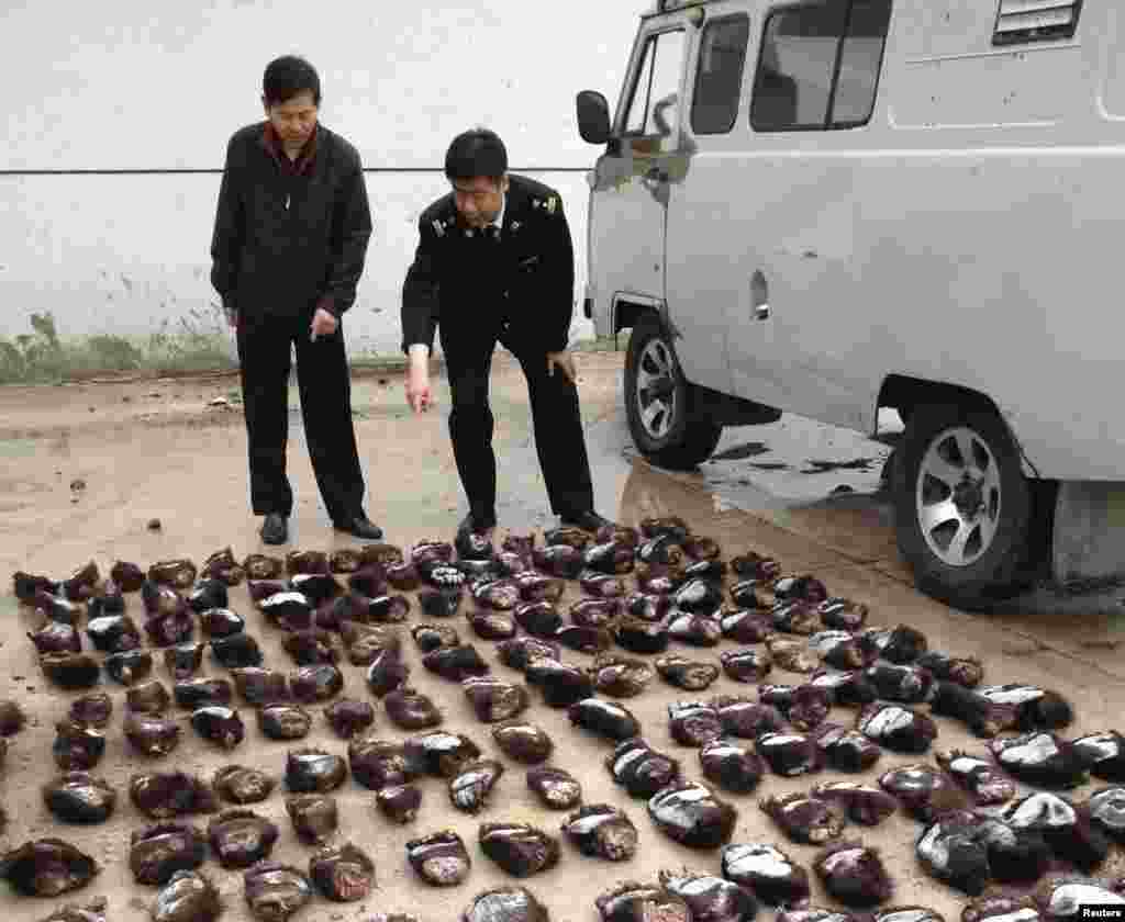 Customs officials count smuggled bear paws in Manzhouli in China&#39;s Inner Mongolia Autonomous Region. Two Russians were arrested for smuggling 213 bear paws into China. (Reuters)