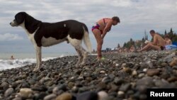 На бродячих собак, порой бегающих по берегу моря, поступает немало жалоб, в том числе от отдыхающих