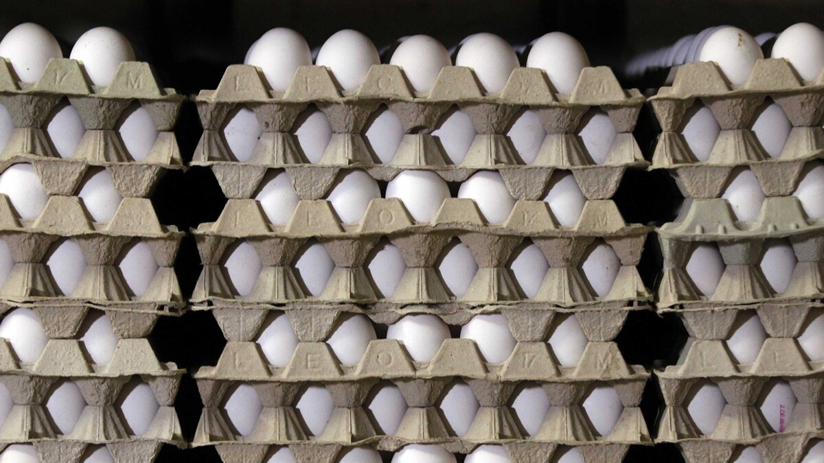 Виробники яєць зобов’язалися «наситити внутрішній ринок», щоб стабілізувати ціни – уряд