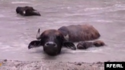 Azerbaijan - buffalo, 5July2010