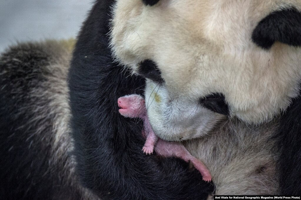 Panda 7-vjeçare Min Min, ushqen foshnjën e saj në Qendrën kërkimore për shumimin e pandave në provincën Shichua të Kinës.