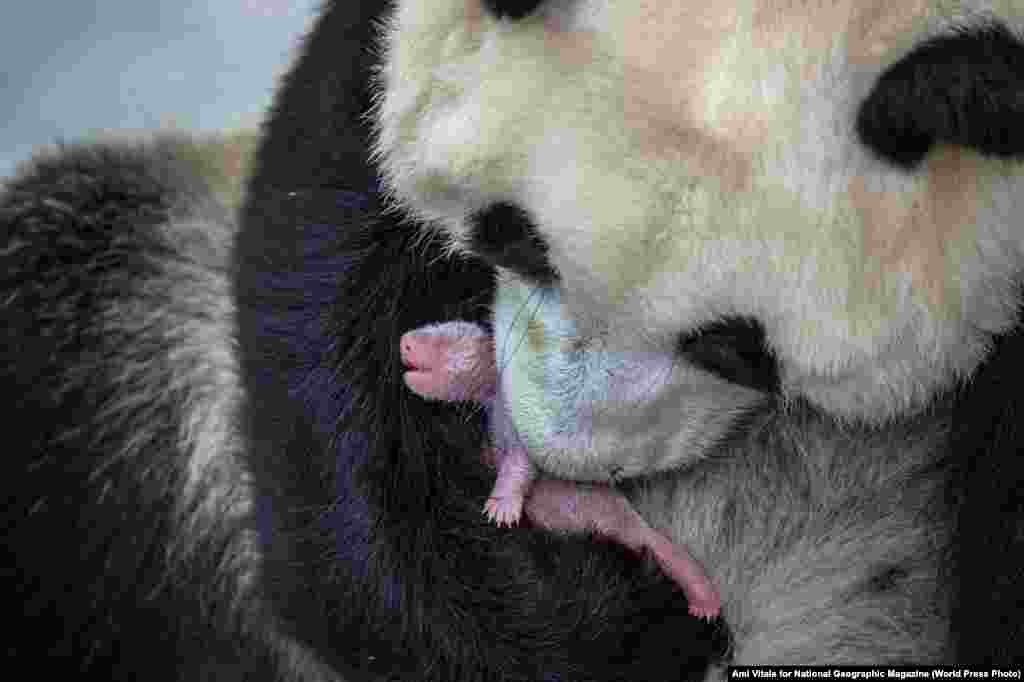 Seven-year-old giant panda Min Min nurtures her newborn at Bifengxia Giant Panda Breeding and Research Center in Sichuan Province, China. Nature -- Second Prize, Stories (Ami Vitale, for National Geographic Magazine)