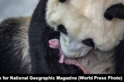 Панда и ее детеныш. Китай, 2017 год