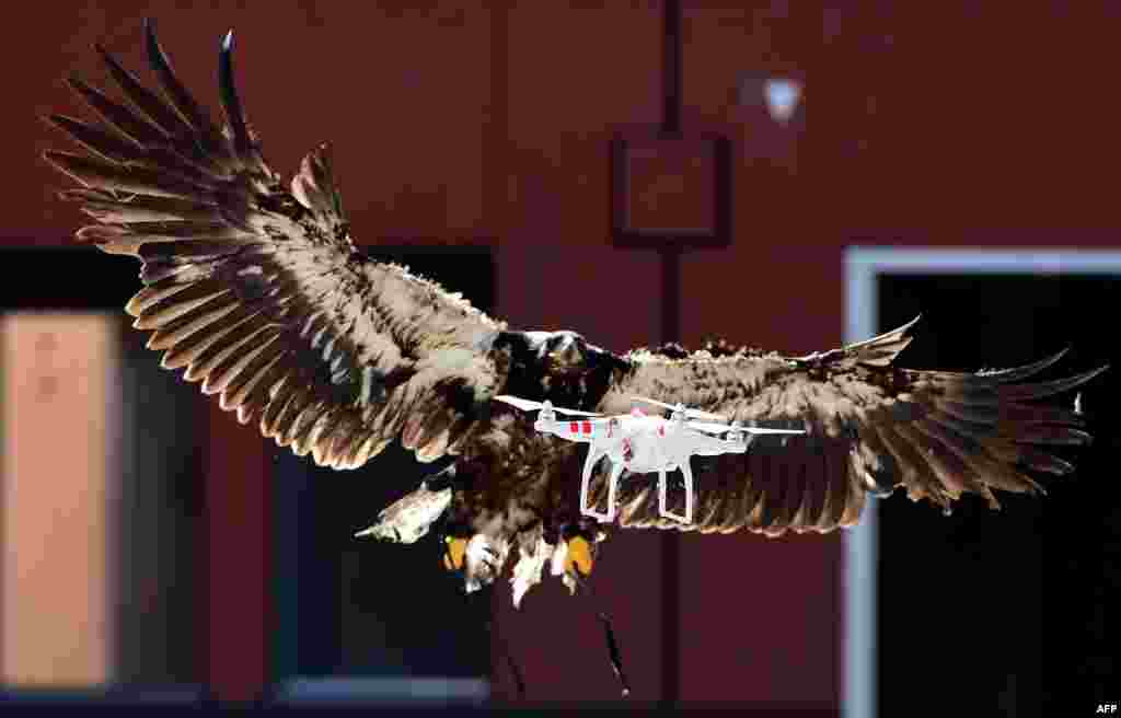 A trained eagle attempts to catch a drone during a demonstration organized by the Dutch police as part of a program to train birds of prey to catch drones flying over sensitive or restricted areas at the Dutch Police Academy in Ossendrecht. (AFP/Emmanuel Dunand)