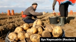 Migrant workers from Kyrgyzstan harvest potatoes in a private field in Russia's Krasnoyarsk region. (file photo)