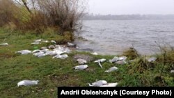 Екологи кажуть, що така масова загибель птахів тут зафіксована вперше