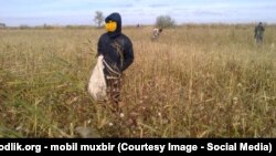 Ўзбекистондаги пахта майдонларидан бири.