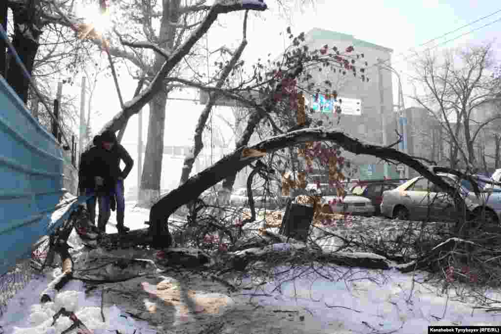 В результате снегопада в Алматы были сломаны около 300 деревьев. Ветки поваленных снегом деревьев несколько недель лежали на тротуарах, причиняя неудобства пешеходам. По данным городского акимата, сломанные деревья также нанесли ущерб примерно 70 владельцам автомобилей. Алматы, 5 декабря 2012 года.