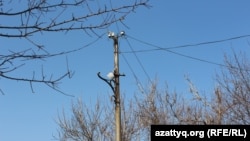 Электр энергиясын таратуучу зым карагай. Иллюстрациялык сүрөт.