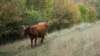 Дагестанские коровы обвиняются в распространении мусора
