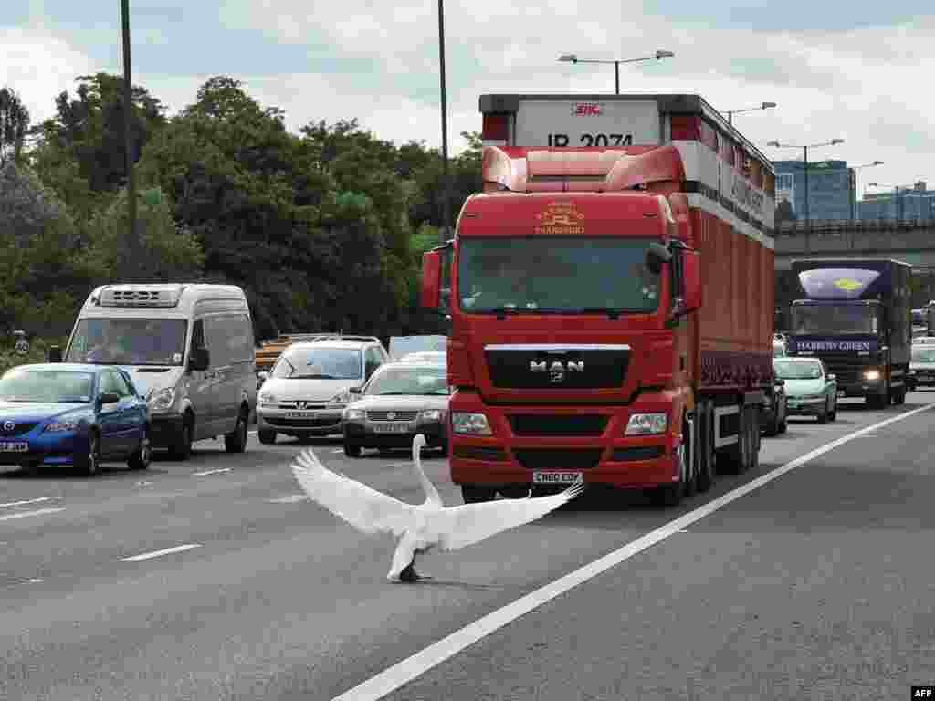 O lebădă blochează traficul unei autostrăzi la vest de Londra, 15 iunie.Photo by Carl de Souza for AFP