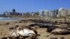 Lebanon: Oil Spill Causing Ecological Crisis