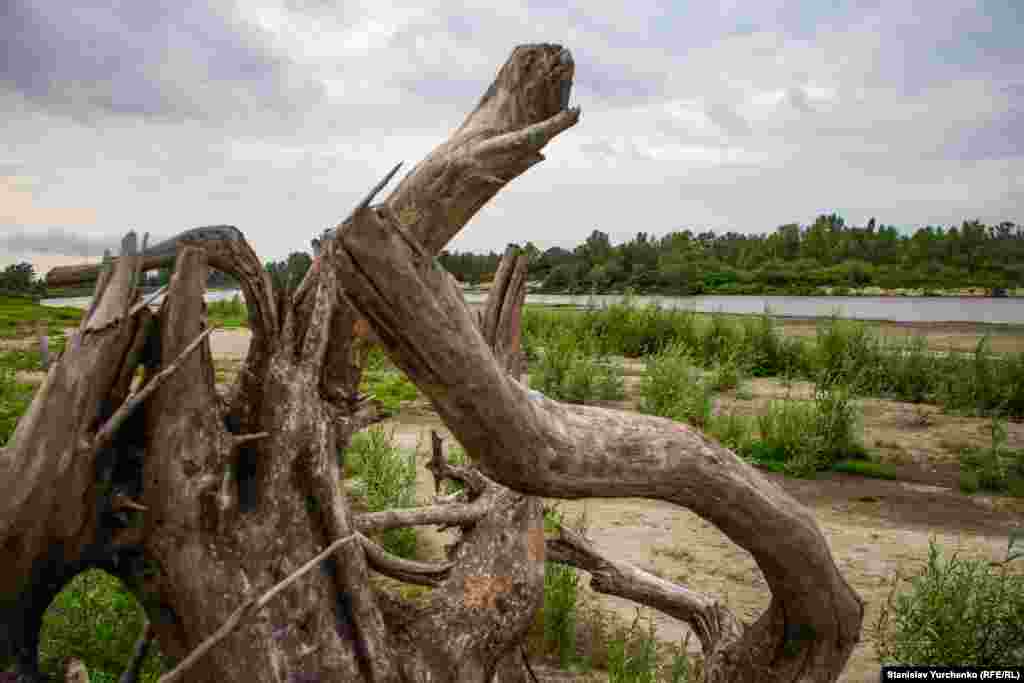 Весной течение Десны подмывает берег и выворачивает с корнем огромные деревья, которые потом остаются на отмелях и островах