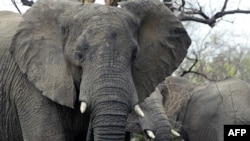 Слон в африканском национальном парке