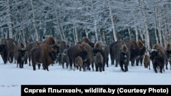 Зубры ў запаведніку Красны Бор, архіўны здымак