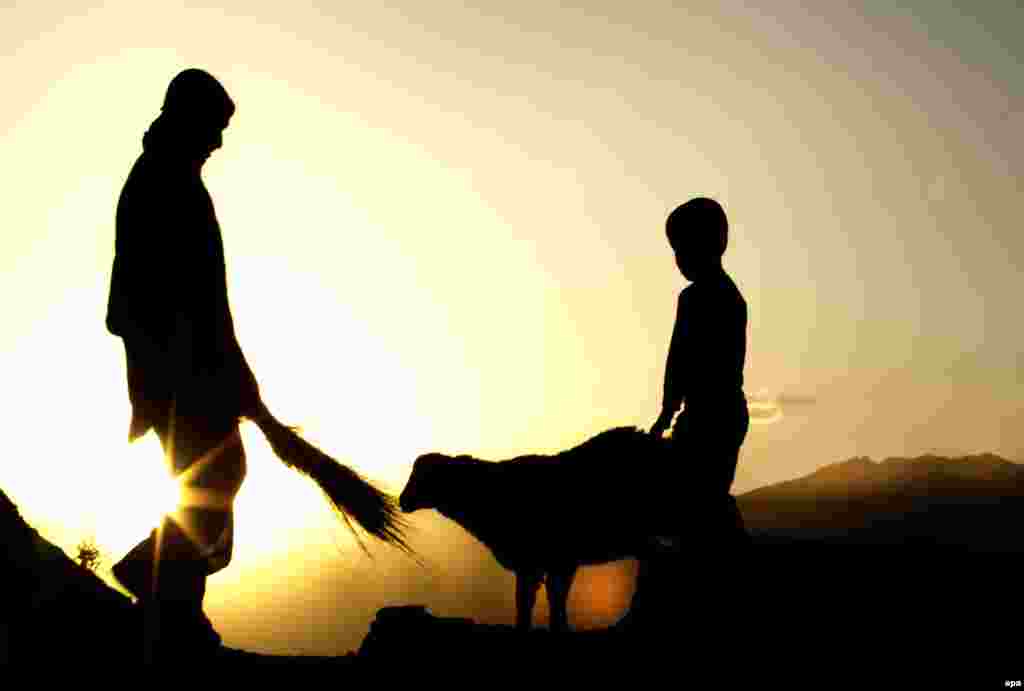 Afghan shepherds are silhouatted against the dying sun while feeding a goat on the outskirts of Kabul. (epa/Hedayatullah Amid)