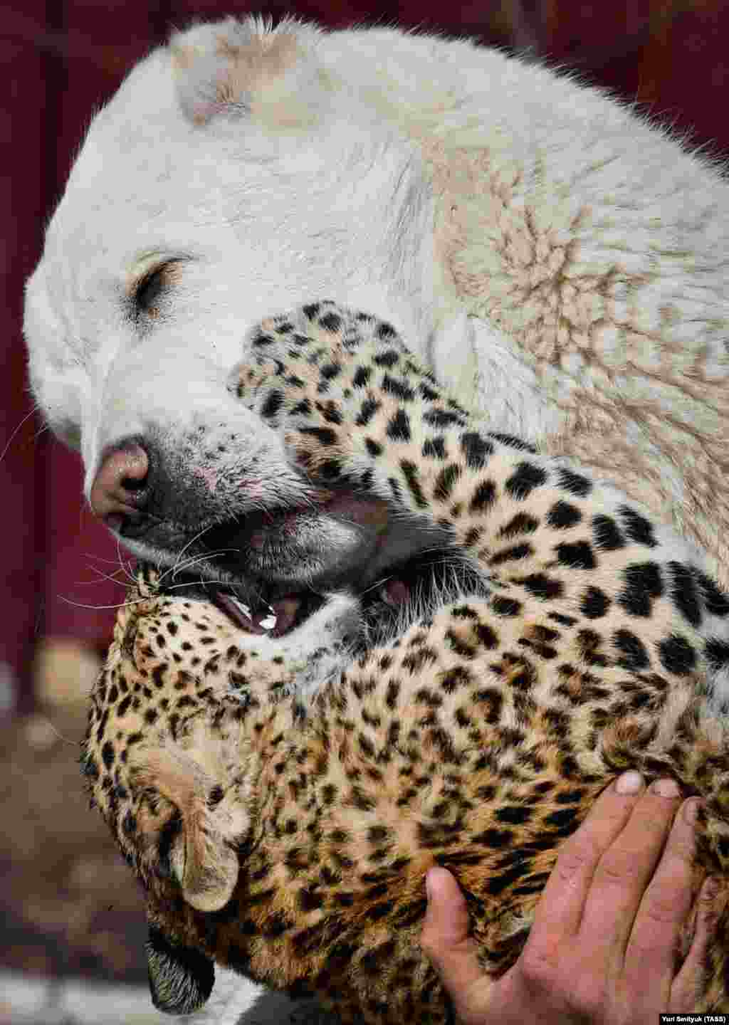 Agafonov said in a recent interview that "Elza is a lovely dog, she likes to kiss, but the leopard likes to bite." 