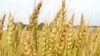 Державне підприємство диктуватиме правила на ринку зерна