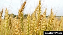 Afghanistan -- wheat, generic