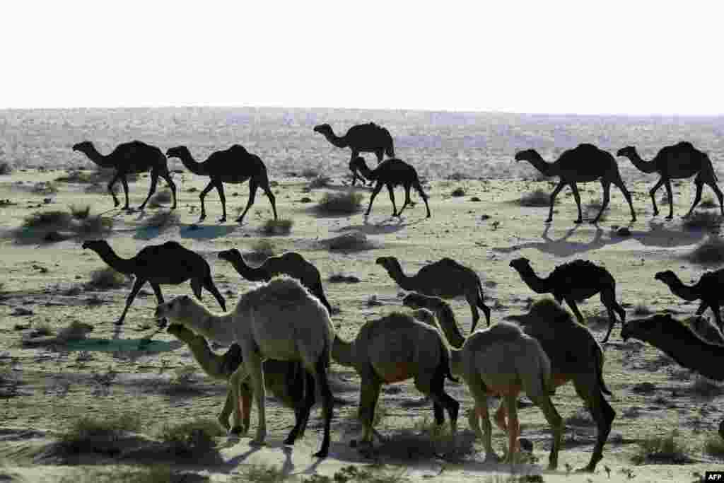 Camels walk in the southern Iraqi desert of Samawa in an area used by herdsmen to graze their stock. (AFP/Haidar Hamdani)