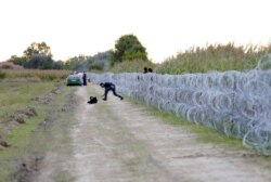 Migrantët kalojnë rrethojat me tela, të vendosura në kufirin ndërmjet Hungarisë dhe Serbisë. 26 gusht, 2015.