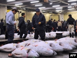 Аукцион в Японии по продаже Южного синеперого тунца, чье мясо считается самым вкусным. Численность вида сократилась за 100 лет на 99 процентов
