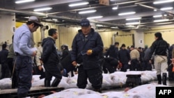 Fishmongers inspect large bluefin tuna before auction at Tokyo's Tsukiji fish market. Mercury levels abound in top predators like tuna after they work their way up the food chain.