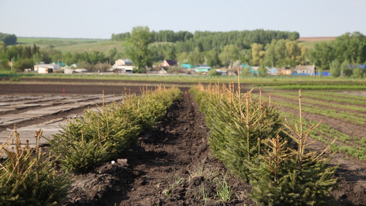 В Забайкальском крае \"дальневосточный гектар\" выделяют на месте лесных ...
