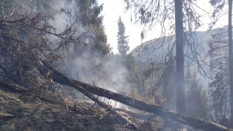 Силен шумски пожар во околина на скопска Пинтија