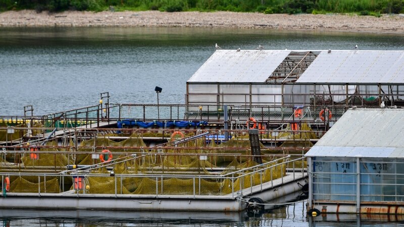 Моржі з російської «китової в'язниці» знаходяться на карантині у Ялті