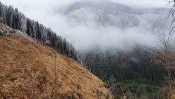 A Bullet In The Back: The Deadly Toll Of Illegal Logging In Romania's Mountains