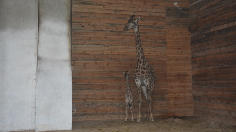 В крымском парке львов «Тайган» сообщают о рождении жирафа