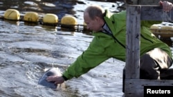 Vladimir Putin strokes a Beluga whale on a visit to Chkalov Island on Russia's Pacific coast in 2009.