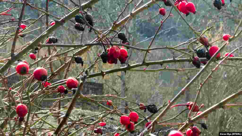 Ягоди шипшини яскраво червоніють на схилах гори Гасфорта