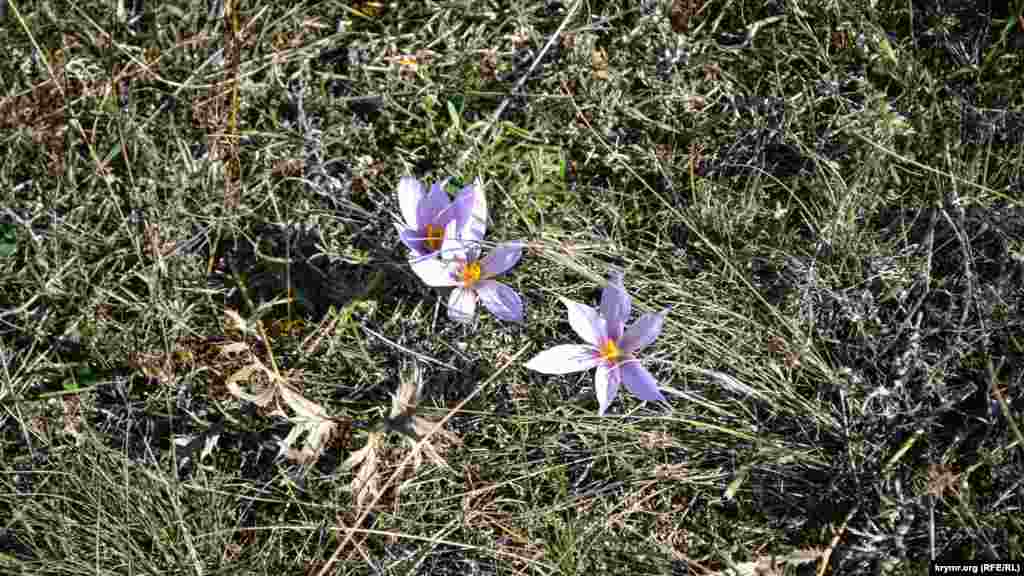 Второй раз за год распустились крокусы &ndash; весенние первоцветы