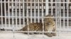 В Карачаво-Черкесии нелегально торговали леопардами