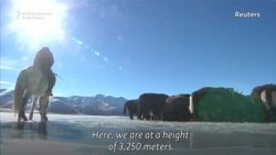 Kyrgyz Yak Herders Prepare For Winter In The Tundra