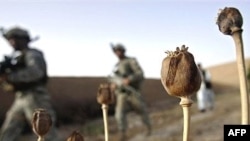 U.S. soldiers walk through a field of opium poppies in Kandahar Province.