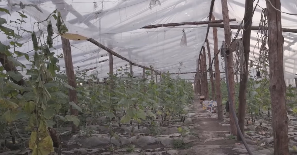 Өте қарт әйелдердің қатысуымен порно көру