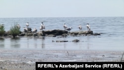 COP29 го фокусира aзербејџанското загадување на Каспиското Море