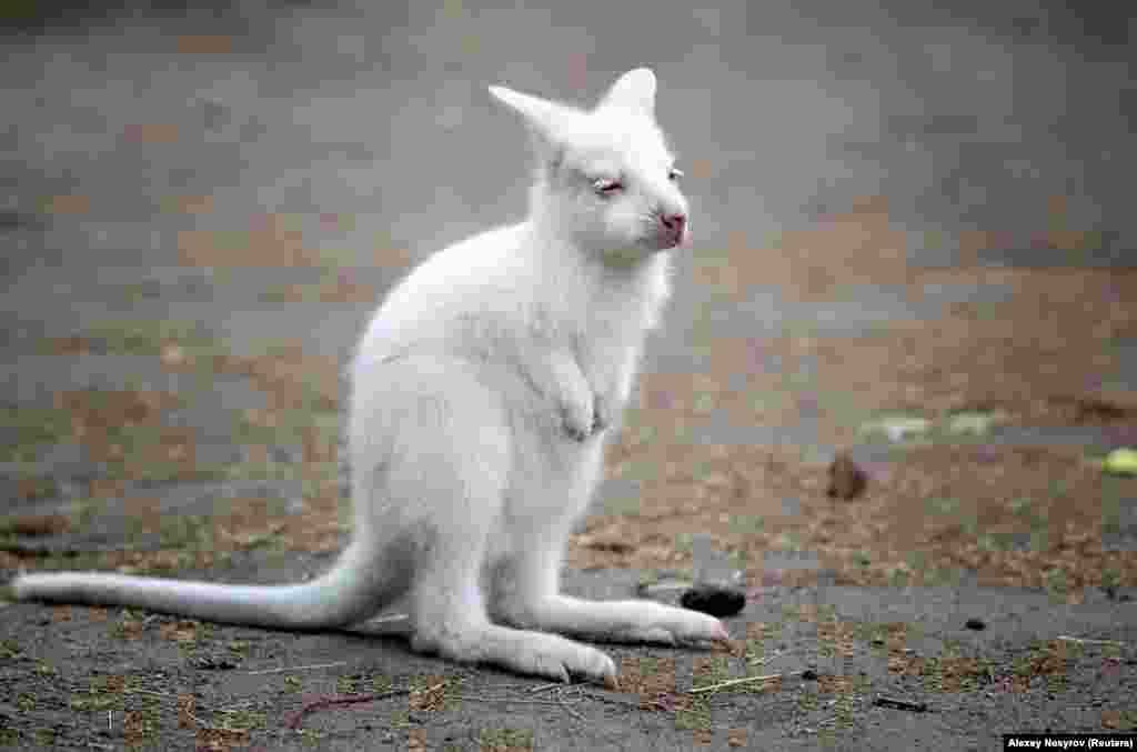 A rare albino wallaby joey is seen inside an enclosure at a zoo in Kazan, Russia May 21, 2021