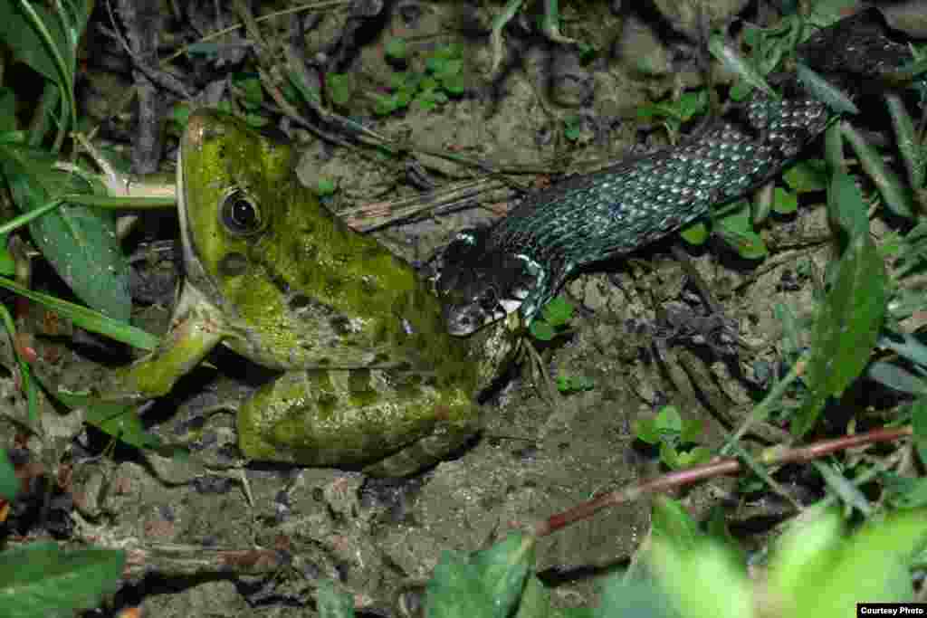 قورباغه مردابی،&nbsp;Pelophylax ridibundus،&nbsp;پراکندگی در ایران: سراسر ایران بجز سیستان و بلوچستان،&nbsp;طول کل بدن: ۱۰۰ میلیمتر