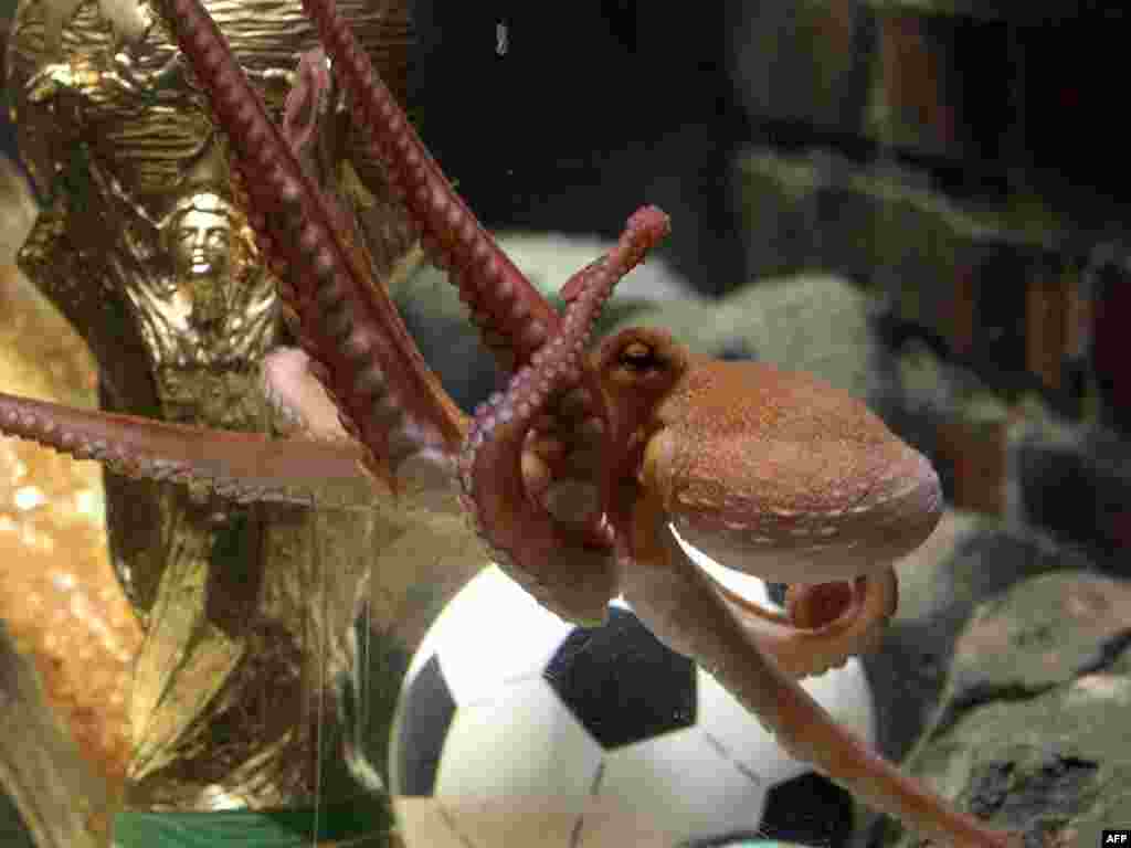  An octopus named Paul swims past a copy of the FIFA Football World Cup trophy in his aquarium in Oberhausen, Germany, on July 12, a day after Spain won the competition. The eight-legged oracle has become a World Cup sensation by correctly forecasting all seven Germany games in South Africa. Photo by Roland Weihrauch for AFP