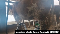 Muža pred otkup mleka iz domaćinstva Zorana Kostovića