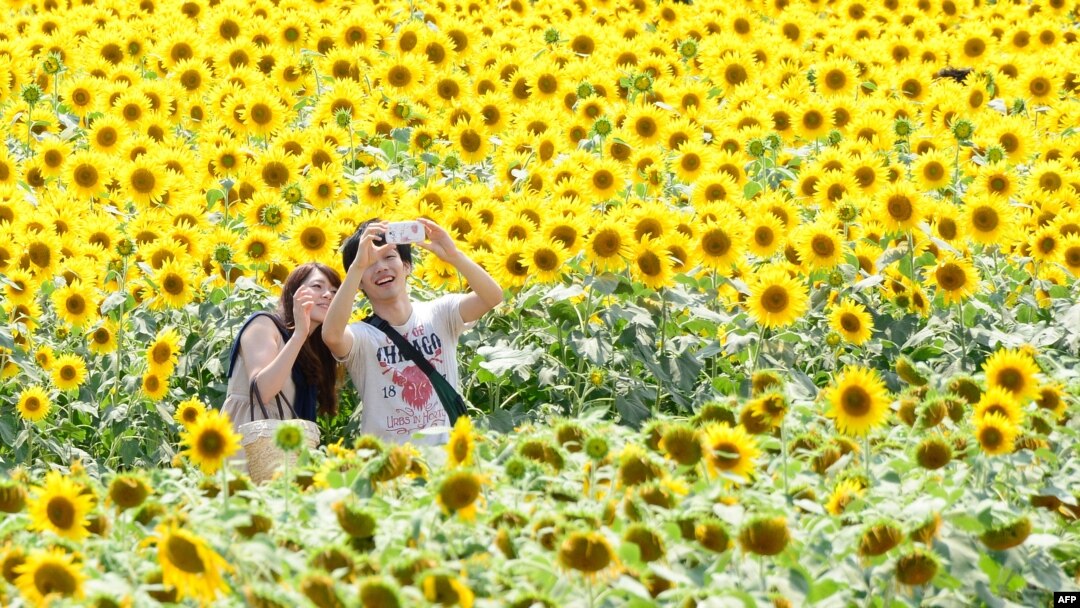 Семкі сланечніка — адзін з эфэктыўных анытаксыдантаў.