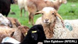 Иллюстрациялык сүрөт.