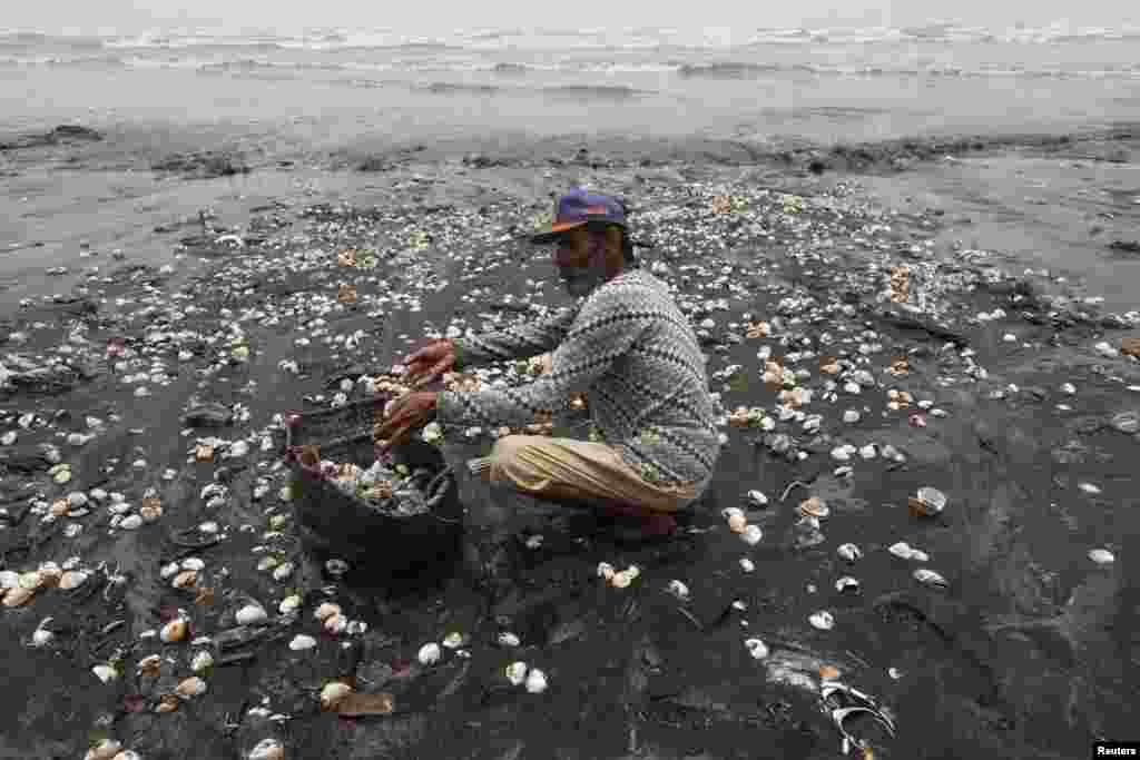 A member of Pakistan&#39;s Fishermen Awareness Forum collects live shell fish, after they have washed ashore, to put them back in the sea off Karachi&#39;s Clifton beach. (Reuters/Akhtar Soomro)