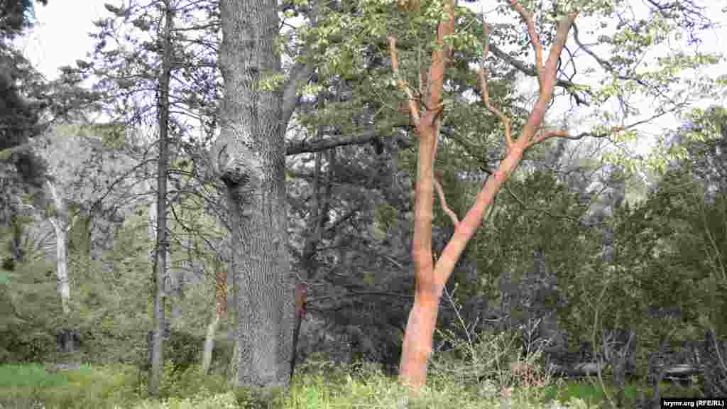 Поєднання незвичайних дерев у парку &ndash; його відмінна риса. Навесні дуже мальовничо виглядають яскраві стовбури суничника дрібноплодого